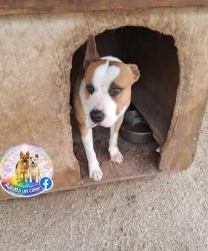 Shapo Amstaff 5anni dal divano al canile.CASERTA Foto 3